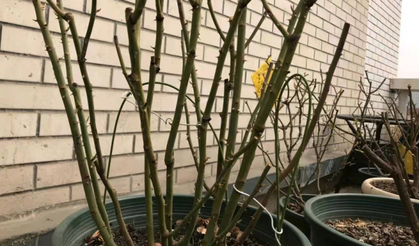 月季“平安過冬”小妙招：抓住這“3點”，來年開花更早更多