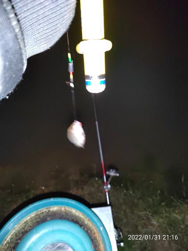 陪伴魚兒看煙花，期待新年的鐘聲