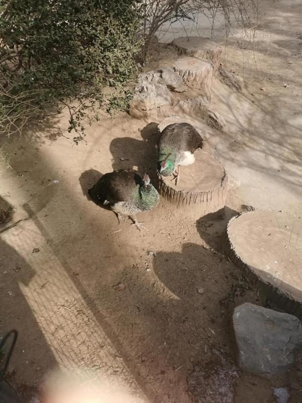 動物園裡那些瞬間