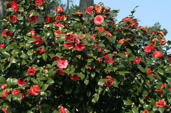 茶花有&OpenCurlyDoubleQuote;5怕&rdquo;，避開了葉子油亮，花朵鮮豔