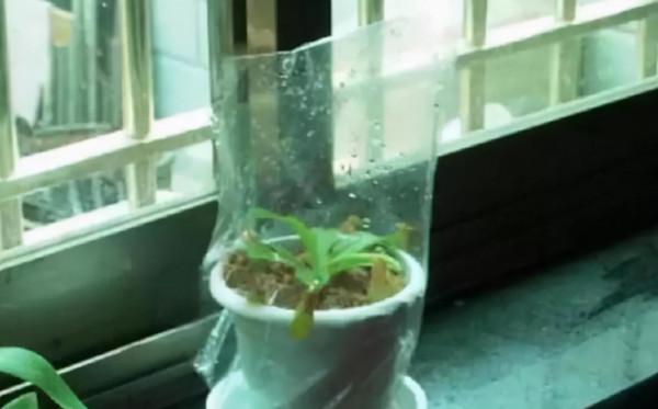 “塑膠袋”扔了太浪費，給花套個“塑膠袋”，葉子油亮花猛開