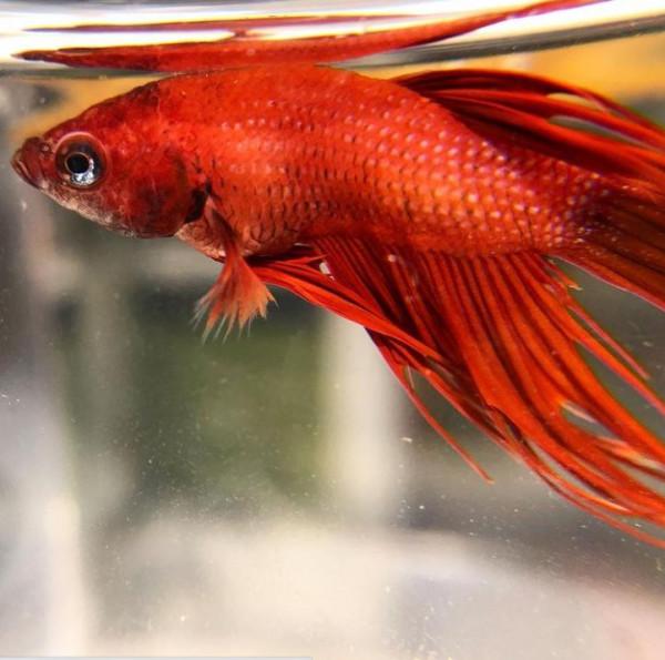 外國妹子救回一條顏色慘白的瀕死鬥魚，兩週後，奇蹟發生