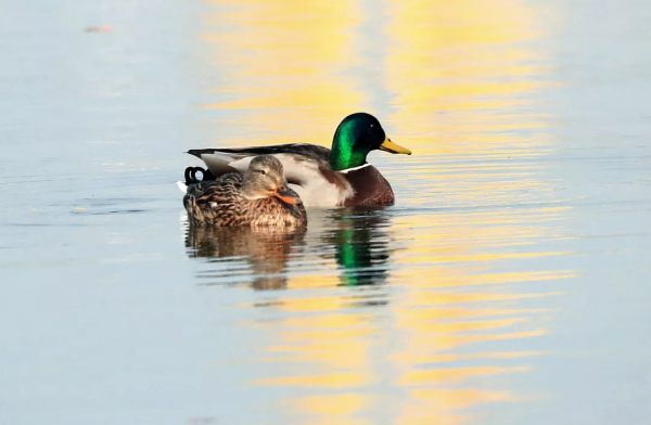 嘎嘎~走！去菁蓉湖看元氣滿滿鴨