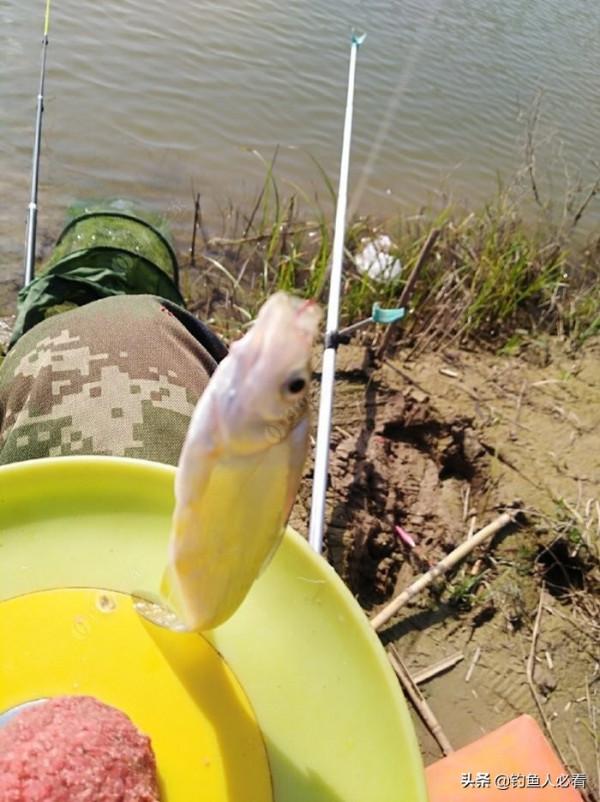 晨釣一不小心捅了鰟鮍窩
