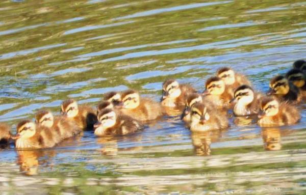 我與斑嘴鴨的情緣