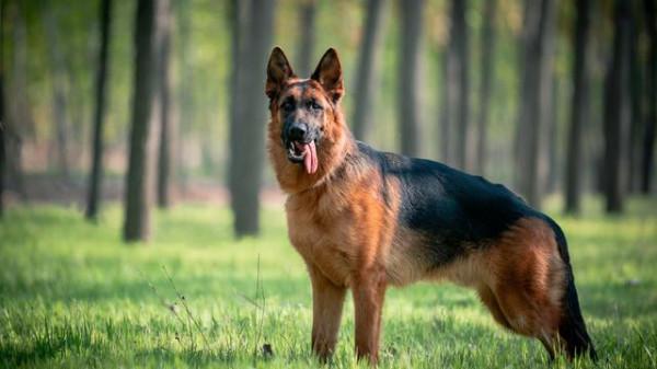 這幾種狗“死腦筋”，一輩子只認一位主人