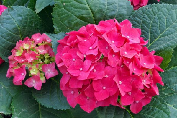 現在逛花市，牢記“8不買”，否則明年沒有花看