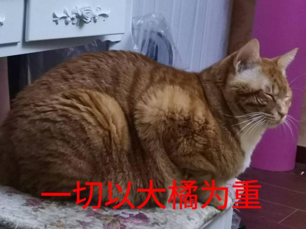 中華田園貓“大橘”，養過的人才知道：大橘為重不只是說說而已