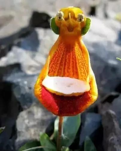 世界上100種奇花，你見過的有哪些