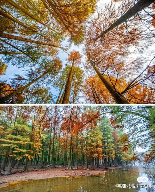 浙江紅杉林景點