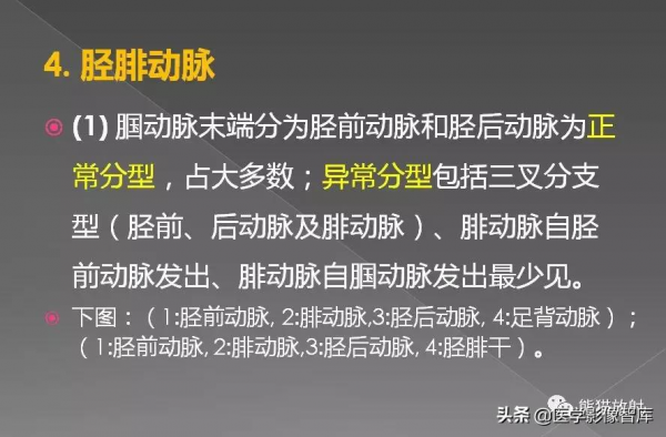 CT斷層解剖圖譜最全總結「推薦收藏」 CT斷層解剖圖譜最全總結「推薦收藏」