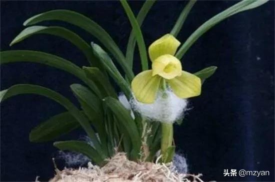 幾套房換不來的花卉