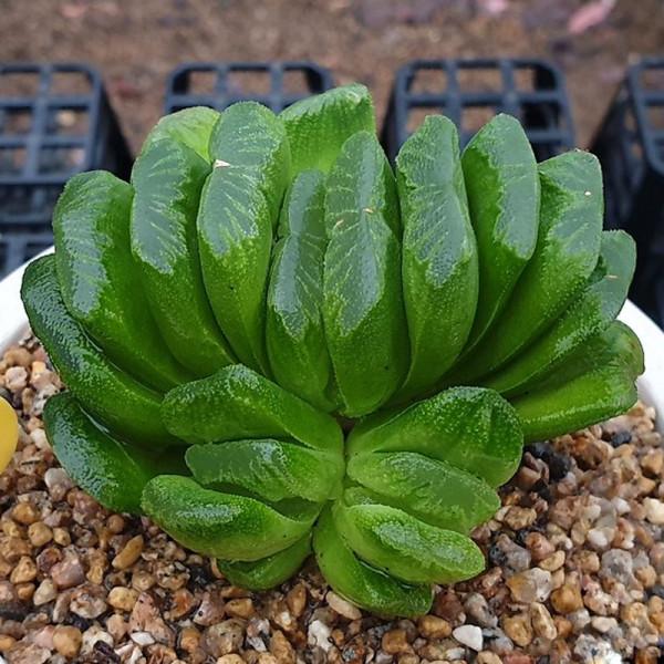 100種常見多肉圖鑑，比花還美，你認識幾種？