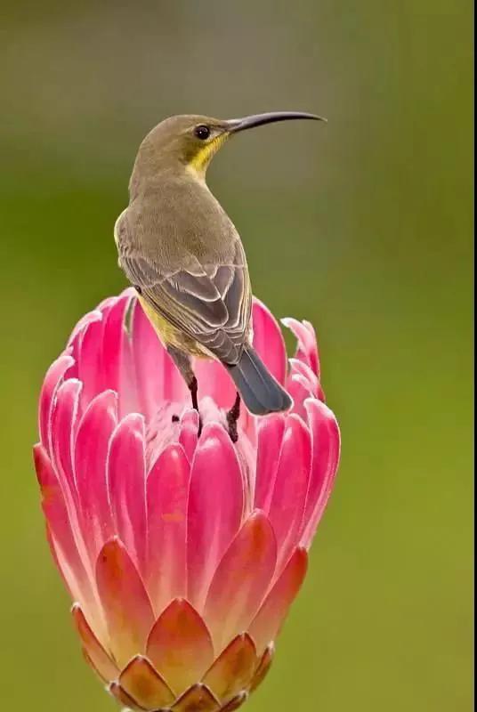 分享圖片——鳥戀花 兒