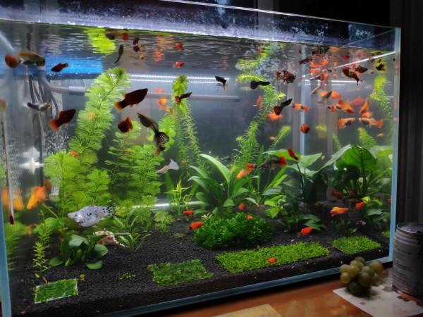 老魚友都在說“養魚先養水”，為什麼要養水？應該如何養水？