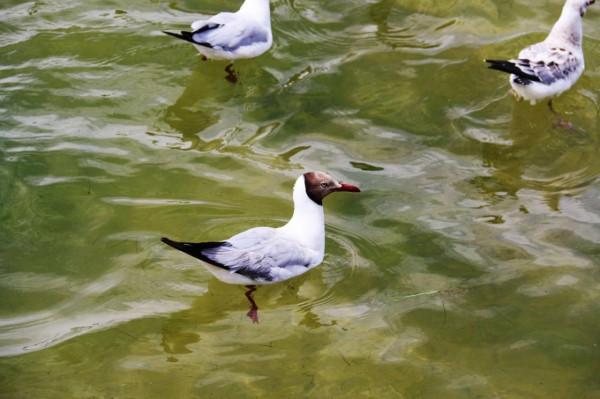 西臺吉乃爾雙色鴨湖（鳥類天堂）