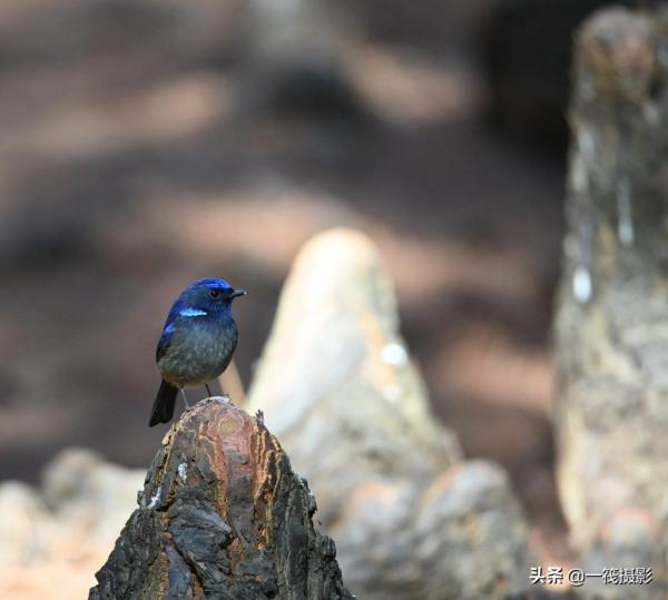 如果每天都有面包蟲侍候，它們會否停下遷徙的腳步