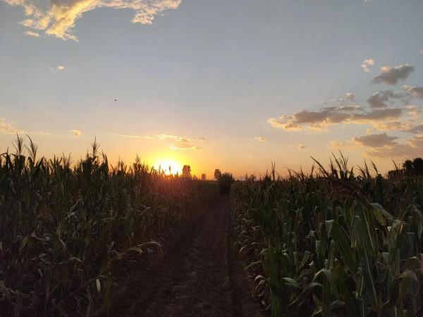 失去了聲帶的老鄉