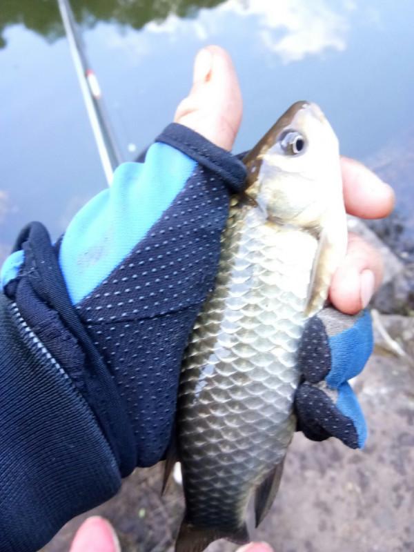 頻繁掛鉤斷線也未能阻止大板鯽爆護