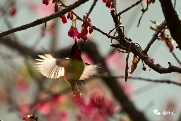 油麻菜:圓月彎刀 油麻菜:圓月彎刀