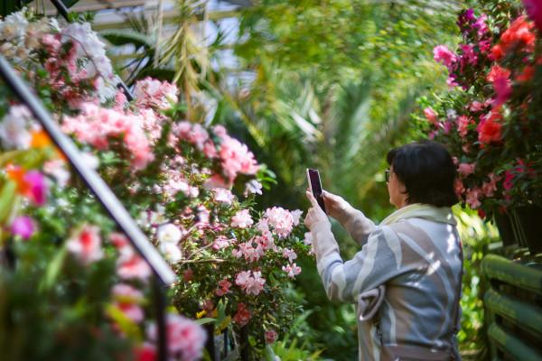 俄羅斯蘭花展品種繁多 奼紫嫣紅