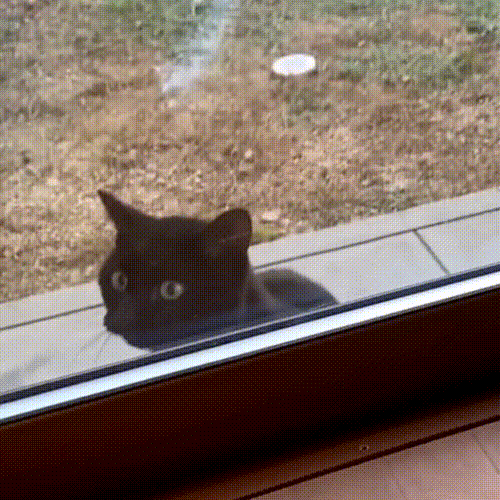 如果一隻貓跑到您家門口，主動和您求助，你會選擇置之不理嗎？