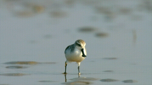 路上偶遇東北虎是什麼體驗？網友：大腦斧能有什麼壞心思呢
