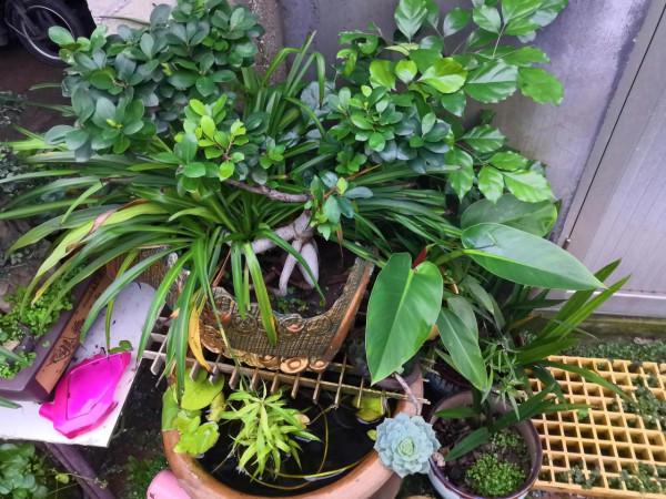 分神的秋天 分神的秋天