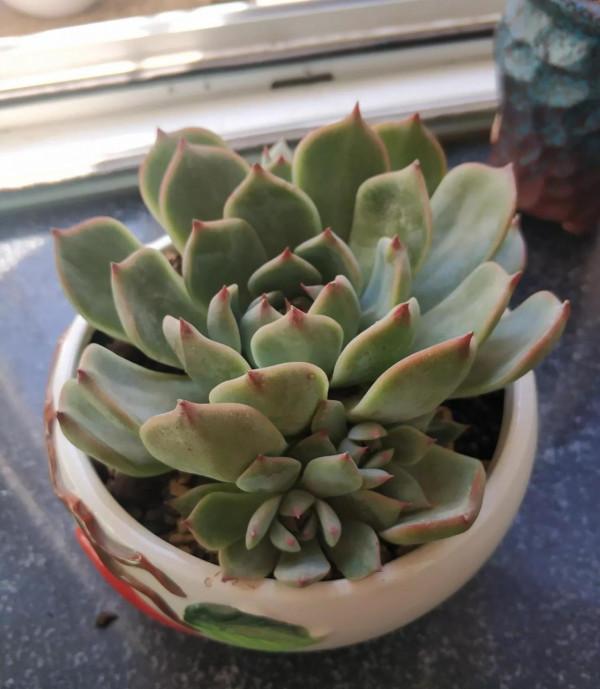 早穿棉襖、午穿紗！溫差越來越大，多肉也要越來越美哦