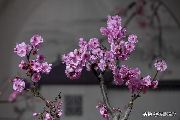 2022新春遊園&mdash;&mdash;植物園賞花