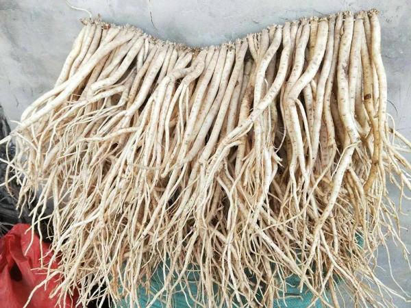 養生補品：市場80一斤，產地收購價卻只有20元，農民無奈