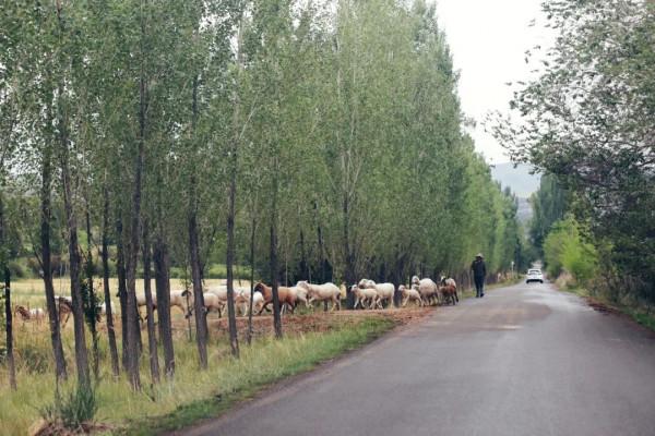 絕美卻鮮為人知！離新疆烏魯木齊200多公里處，藏著一處天山麥海