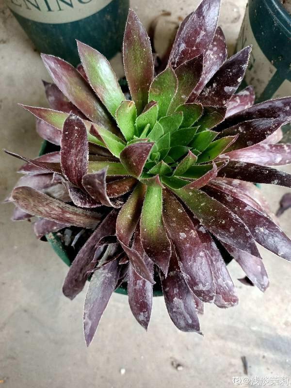 綠羊絨有股“臭襪子”味,養在家裡很“頭疼”,想趕緊丟掉 綠羊絨有股“臭襪子”味,養在家裡很“頭疼”,想趕緊丟掉