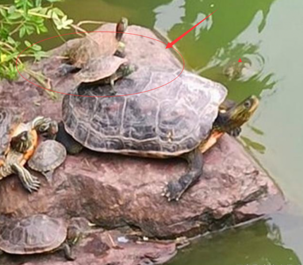 釣魚遇到放生佬：身披“黃馬褂”，對著河面唸叨，網友：違法了