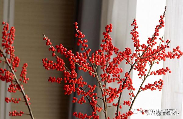 聖誕氣息越發濃烈，挑個盆栽自己整一個聖誕樹