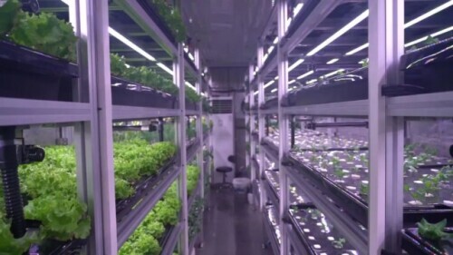 海拔5380米!邊防戰士種的蔬菜,豐收啦 海拔5380米!邊防戰士種的蔬菜,豐收啦