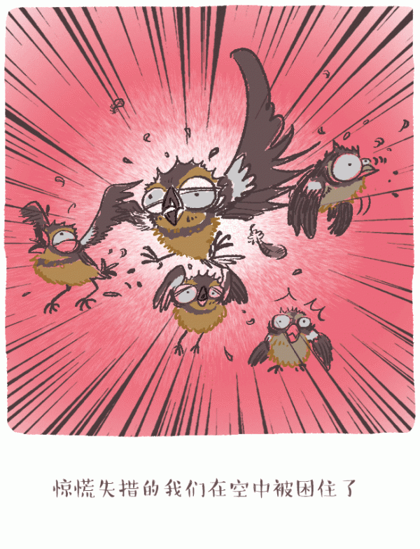 好喵動漫畫｜極危物種黃胸鵐的故事