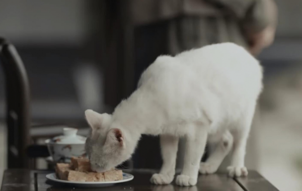 “當家主母殺貓事件”登上熱搜:倘若藝術沾了鮮血,觀眾寧願不看 “當家主母殺貓事件”登上熱搜:倘若藝術沾了鮮血,觀眾寧願不看