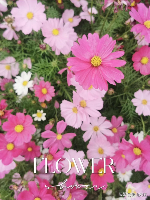 超級小清新！1000㎡波斯菊唯美盛放