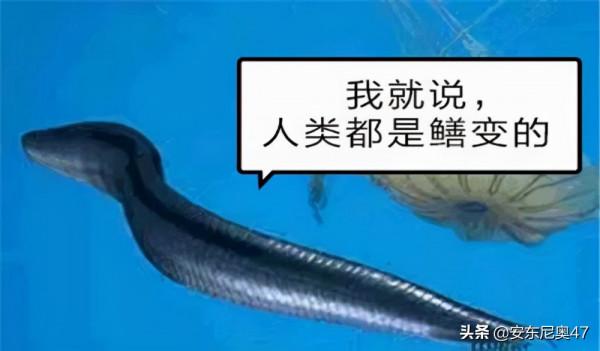 寒武紀生物介紹——皮卡蟲 寒武紀生物介紹——皮卡蟲