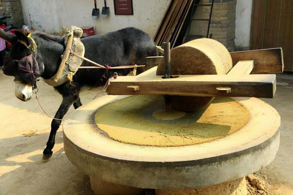 長白山狼為何多次“親近”滿族女知青？據說她姓的是鈕鈷祿氏的狼