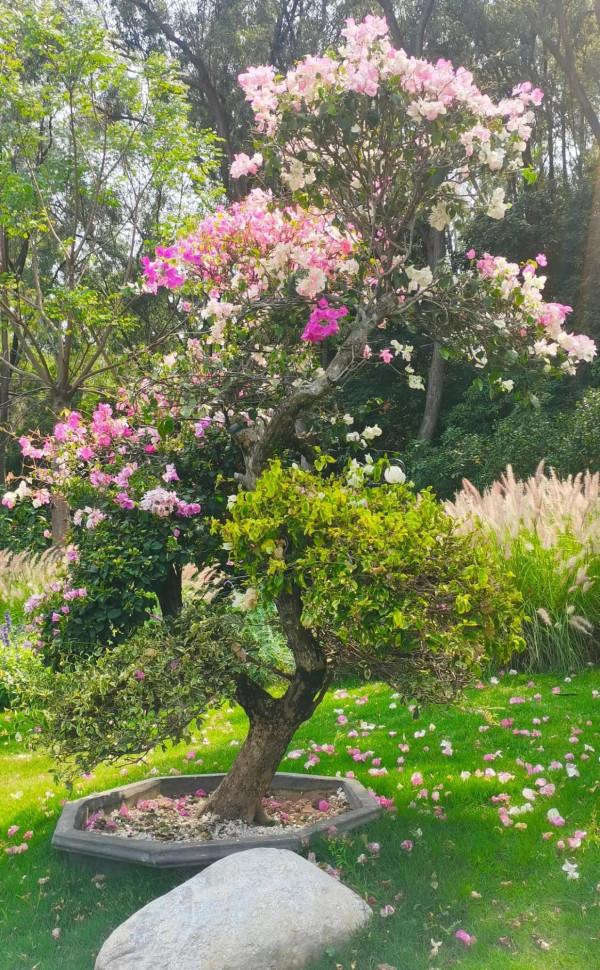 觀賞精品杜鵑 觀賞精品杜鵑