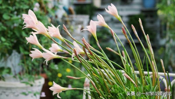 秋天是這10種花卉的天下,薰衣草、大麗花、薰衣草種在花園超美 秋天是這10種花卉的天下,薰衣草、大麗花、薰衣草種在花園超美