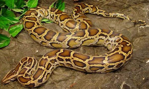 這些可愛且有趣的蛇類，你都認識多少？會將它們作為寵物飼養嗎