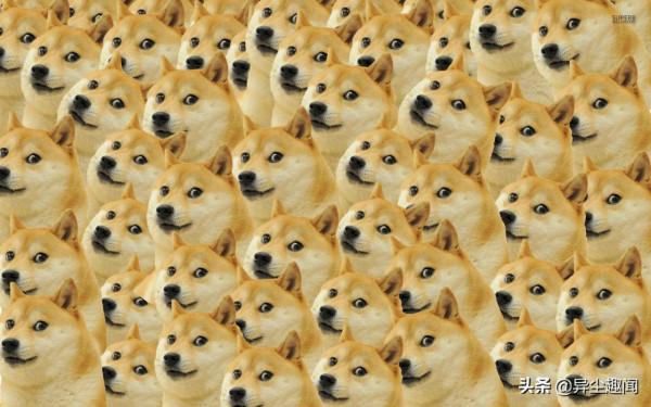 經典梗圖神煩狗本尊近況曝光！爆紅前後對比圖