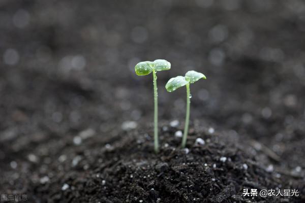 天氣預報：今年的年景怎樣？看正月初十的天氣就知道了，農諺咋說