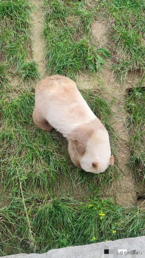 可愛又呆萌的國寶熊貓誰不喜歡