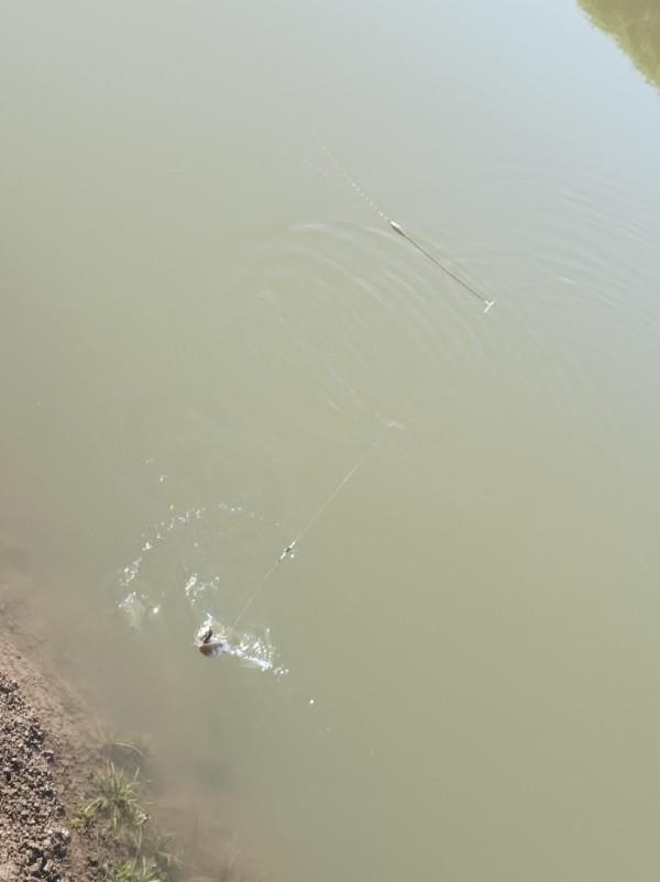 5米寬的河溝頻率逐漸加快，魚口竟然如此暴躁
