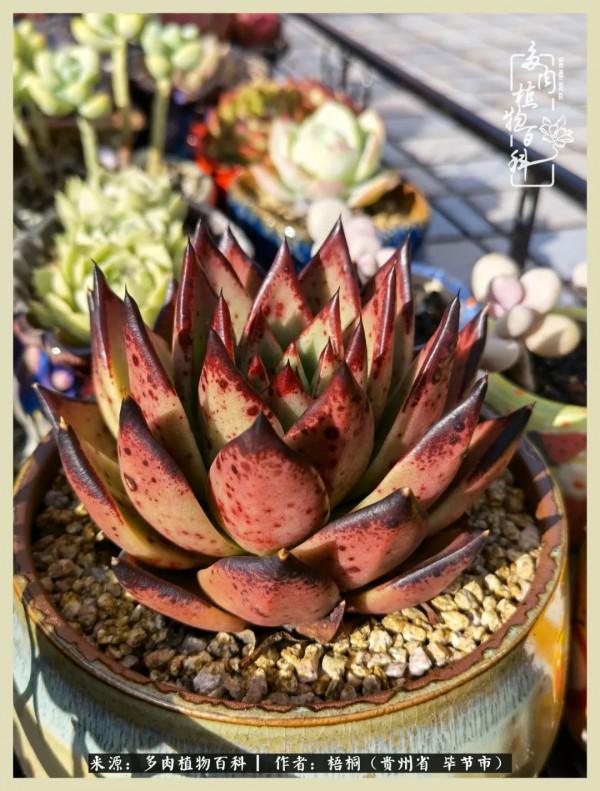 世間瞬息萬變，我們的友誼不變，閨蜜相聚，賞肉言歡