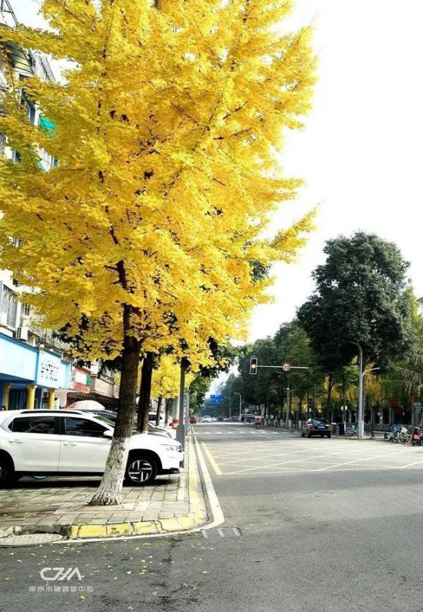 滿城銀杏黃！金燦燦的城區觀賞圖鑑來了